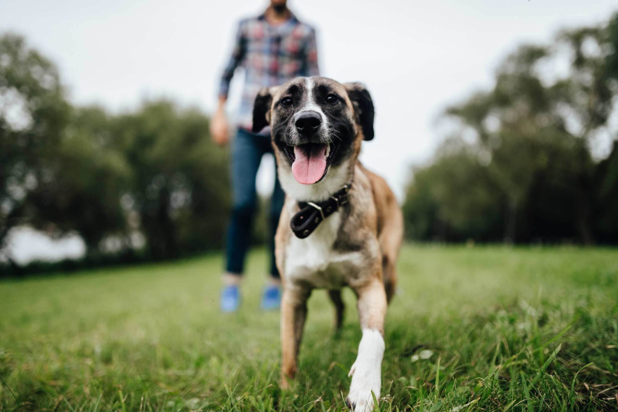 Happy dog outside, the owner is in the background